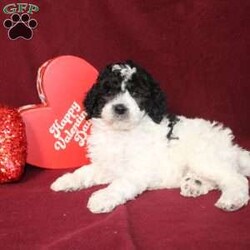 Bella/Mini Goldendoodle									Puppy/Female														/7 Weeks,Say hello to this charming and fluffy Mini Goldendoodle puppy who is started on potty training and crate training. This little sweetie pie is born to parents who are Genetically clear via Embark Vet for over 215 hereditary issues and their results show that this litter of puppies will not have any health issues that will adversely affect their health. While other Mini Goldendoodles may suffer from health issues as they age, this pup will have no predispositions to health concerns!  Each pup in this litter is up to date on shots and dewormer and vet checked! We offer the option for microchipping and a 1 Year Genetic Health Guarantee! 