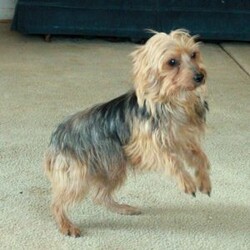 Zero/Yorkie									Puppy/Male																/November 10th, 2024,Check out Zero, a sweet & gentle Yorkie puppy! This curious little guy is socialized and can be registered with the ACA. Zero is vet checked and up to date on shots & wormer, plus the breeder provides a 30-day health guarantee. To set up a visit with this precious pup and learn more about him, please call Stephen today!