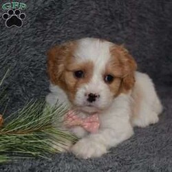 Precious/Cavachon									Puppy/Female														/7 Weeks,Precious is outgoing,playful and has sweet cavachon temperment. She’s looking for her forever home. 