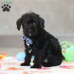 Watson/Schnoodle									Puppy/Male																/6 Weeks,Meet Watson, an adorable F1 Schnoodle! With his irresistibly fluffy coat, He is the perfect snuggle buddy. His round, expressive eyes sparkle with curiosity and intelligence, showcasing his playful and adventurous spirit. His perky ears are always on alert, taking in every sound around him with keen interest. Not only is he undeniably cute, but he’s also intelligent, affectionate, and full of playful energy. Raised in a loving home, he has received plenty of attention, ensuring he is well-socialized and ready to become a treasured member of your family.