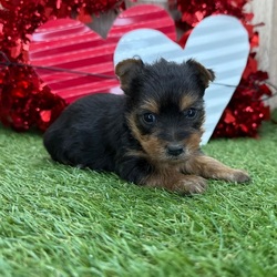 Patience/Yorkshire Terrier/Female/6 weeks