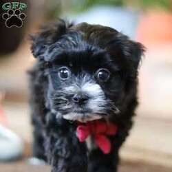 Storm/Maltipoo									Puppy/Male																/7 Weeks,Storm is the sweetest little Maltipoo around! With his expressive face and twinkling puppy eyes, he’s already got all of us wrapped around his little paw. His soft, silky coat and playful personality make him irresistible. This breed is known for being highly trainable, focused, and perfect for family life. We also make sure our pups are well-socialized from birth, so they join their new homes confident and adaptable, with a mellow, even-tempered nature.