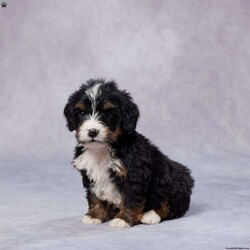 Bart/Mini Bernedoodle									Puppy/Male																/7 Weeks,Meet Bart, an adorable F1 Mini Bernedoodle who’s ready to find his forever home! With his soft, wavy coat and loving eyes, he’s the perfect mix of playful and cuddly. Bart has been raised in a warm and caring environment, where he’s been well-socialized and given plenty of love, making him a great fit for any family. He has been vet-checked, is up to date on vaccines and dewormer, and comes microchipped for extra security. Plus, he comes with a health guarantee, giving you peace of mind as you welcome him home. His parents are AKC registered and genetically health tested, ensuring he comes from a strong, healthy bloodline. Delivery options are available, so no matter where you are, Bart can be yours. Don’t wait—this sweet boy is ready to bring joy into your life!