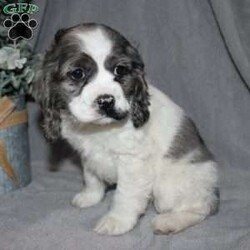 Lucy/Cocker Spaniel									Puppy/Female														/7 Weeks,Here comes the most adorable ACA Cocker Spaniel puppy! This charming little pooch is up to date on shots and dewormer and vet checked! The mother Lily is a sweet and affectionate girl and the father Buster is a handsome Cocker Spaniel. The breeder has ensured that this puppy is well socialized with adults and childre. To learn more about this beautiful pup contact Barbie & Elmer today! 