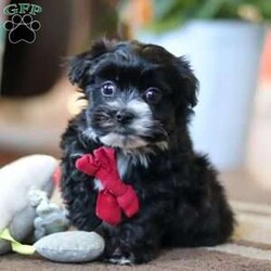 Storm/Maltipoo									Puppy/Male																/7 Weeks,Storm is the sweetest little Maltipoo around! With his expressive face and twinkling puppy eyes, he’s already got all of us wrapped around his little paw. His soft, silky coat and playful personality make him irresistible. This breed is known for being highly trainable, focused, and perfect for family life. We also make sure our pups are well-socialized from birth, so they join their new homes confident and adaptable, with a mellow, even-tempered nature.