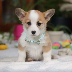 Hendricks/Pembroke Welsh Corgi									Puppy/Male																/9 Weeks