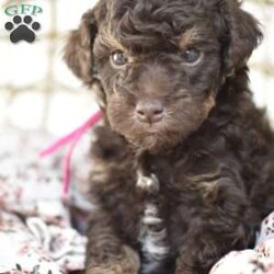 Isabella/Miniature Poodle									Puppy/Female														/6 Weeks,To contact the breeder about this puppy, click on the “View Breeder Info” tab above.