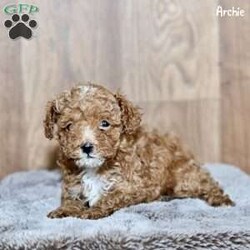 Archie/Toy Poodle									Puppy/Male																/8 Weeks,Our adorable Toy Poodle puppies are looking for loving homes where they will be cherished as part of the family! These sweet and intelligent little pups have been family-raised and well-socialized, ensuring they are friendly, playful, and ready to bond with their new owners. Their affectionate nature and hypoallergenic coats make them the perfect companions for any home.