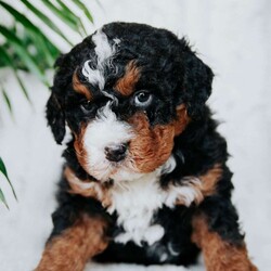 Charlie/Mini Bernedoodle									Puppy/Male																/5 Weeks,Meet our sweet natured friendly lil bernedoodles. They are well socialized by our children who take them with them all over the farm! Be it on wagon rides, stoller rides, or even nap time!!