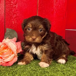 Roxy/Havanese									Puppy/Female														/9 Weeks