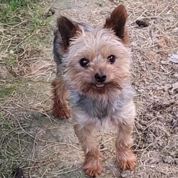 Lady (toy)/Yorkie									Puppy/Female														/8 Weeks,Sweet Lady is a very well socialized and friendly puppy.  She loves to play with children and will be  your best friend.  Her parents  weigh  around  5 #. Please contact us to make Lady your very own puppy!