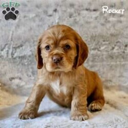 Rocket/Cocker Spaniel									Puppy/Male																/December 18th, 2024,If you’re looking for a loyal, affectionate, and playful companion, our adorable Cocker Spaniel puppies are the perfect match! These sweet and loving puppies are searching for their forever homes, where they can bring joy, companionship, and endless tail wags.