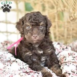 Isabella/Miniature Poodle									Puppy/Female														/6 Weeks,To contact the breeder about this puppy, click on the “View Breeder Info” tab above.