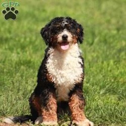 Charlie/Mini Bernedoodle									Puppy/Male																/5 Weeks,Meet our sweet natured friendly lil bernedoodles. They are well socialized by our children who take them with them all over the farm! Be it on wagon rides, stoller rides, or even nap time!!