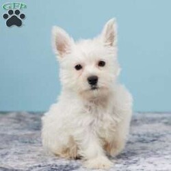 Tucker/West Highland Terrier									Puppy/Male																/11 Weeks,Tucker is up to date on all vaccines, wormings etc, Tucker is family raised in a loving country Christains home. He comes to you with a one year Health Guarntee. Shipping is available. Feel free to call or text us anty time