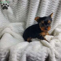 Lady (toy)/Yorkie									Puppy/Female														/8 Weeks,Sweet Lady is a very well socialized and friendly puppy.  She loves to play with children and will be  your best friend.  Her parents  weigh  around  5 #. Please contact us to make Lady your very own puppy!