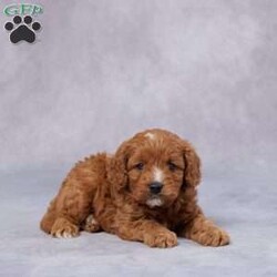 Jasper/Cavapoo									Puppy/Male																/7 Weeks,Meet Jasper, the sweetest little F1 Cavapoo who’s ready to steal your heart! With his soft, curly coat and big, loving eyes, he’s full of charm and affection. Raised in a warm, caring environment, Jasper is well-socialized and loves to be around people, making him the perfect family companion. He has been vet-checked, is up to date on vaccines and dewormer, and comes microchipped for extra security. Plus, he comes with a health guarantee, so you can bring him home with confidence. His parents are AKC registered and genetically health tested, ensuring he comes from a strong, healthy bloodline. No matter where you are, delivery options are available. Jasper is ready to fill your home with love, laughter, and endless cuddles—don’t miss out on this sweet boy!