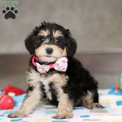 Alice/Mini Schnoodle									Puppy/Female														/8 Weeks,Meet Alice! She is the cutest little Schnoodle puppy, a delightful blend of a Schnauzer and Poodle, inheriting the best traits from both breeds. With her intelligent eyes, and playful personality, Alice is the perfect combination of charm and energy. She’s affectionate, highly trainable, and full of love, making her an ideal companion for any family. Whether she’s snuggling up for cuddles or bouncing around with excitement, she brings endless joy and warmth to our home. We couldn’t have asked for a more perfect puppy!