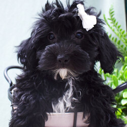 Adopt a dog:Elyse/Havapoo/Female/13 weeks,Hi! Nice to meet you! My name is Elyse! I am an adorable F1 Havapoo. Do you enjoy having an afternoon nap? Me too! I am the perfect puppy for you then! I have lovely dark black coloring with white markings.  I am a sweet little pup and have lots of love to give. I am a lovely girl with a wonderful personality. I am looking for good morning belly rubs and would be overjoyed to be a part of your family. I will arrive to my new home with a vet exam, up-to-date vaccinations, a health guarantee, a microchip, and lots of cuddles to give! I promise to be a wonderful, little addition to your family. I can’t wait to go to my forever home! What are you waiting for?