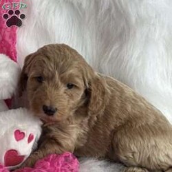 Jasmine/Mini Aussiedoodle									Puppy/Female														/10 Weeks,Jasmine is an adorable 3rd generation mini Aussiedoodle. She’s full of energy and loves to explore and play with her toys. She loves to be held and give out puppy kisses. She’s been vet checked and is up to date with her vaccinations and dewormers. Jasmine will meet her forever family happy and healthy. 
