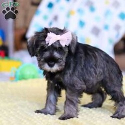 Gemma/Miniature Schnauzer									Puppy/Female														/8 Weeks,Allow me to introduce you to the most darling AKC Schnauzer puppy, Gemma! She embodies the perfect blend of sweetness and spunk. With her soft, silky coat she is an absolute joy to snuggle. No matter where you go, she will always be a head turner. Whether it’s a brisk walk in the park or a lively play session, she will turn any ordinary day into an adventure!