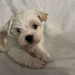 Bear/Morkie / Yorktese									Puppy/Male																/8 Weeks,A Morkie puppy is an adorable hybrid breed, resulting from the cross between a Maltese and a Yorkshire Terrier. Here’s a description to capture the essence of this delightful puppy: **Appearance:** Morkie puppies typically have a soft, fluffy coat that can range from silky to slightly wavy. They often inherit the stunning colors of both parent breeds, which can include shades of black, tan, white, and brown. Their small, expressive eyes and floppy ears add to their charm, making them irresistibly cute. **Size:** These puppies are small in size, usually weighing between 4 to 10 pounds when fully grown, making them perfect for apartment living or homes with limited space. **Temperament:** Morkies are known for their lively and affectionate nature. They are playful, friendly, and love to engage with their families. Morkie puppies are also quite intelligent and eager to please, which makes them relatively easy to train. Their sociable demeanor means they often get along well with children and other pets. **Energy Level:** These little pups have a moderate energy level. They enjoy playtime and short walks but also appreciate some cozy cuddle time with their owners. **Grooming:** Due to their long, beautiful coats, Morkies require regular grooming to prevent matting and tangles. A routine of brushing and occasional visits to a groomer will keep them looking their best. Overall, a Morkie puppy is a delightful companion, bringing joy and love to any home! Are you ready to welcome a bundle of joy into your home? Meet our charming Morkie puppy, a delightful mix of Maltese and Yorkshire Terrier! This little furball is full of energy, love, and personality.