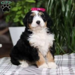 Taylor/Mini Bernedoodle									Puppy/Female														/9 Weeks,Meet Taylor! This incredibly cute and fluffy Bernedoodle is ready to steal hearts everywhere. With a personality as bright as her sparkling eyes, she is sure to become your new best friend in no time. Bernedoodles are known for their affectionate nature, trainability, and playful spirit. Whether she’s enjoying a game of fetch in the yard or curling up for a cozy nap, she is always up for fun and companionship.