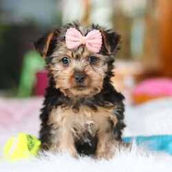 Ariel/Yorkie									Puppy/Female														/9 Weeks,Meet Ariel , the cutest ACA-registered Yorkshire Terrier you’ll ever meet! This tiny girl is full of personality, charm, and spunk. With her silky coat, bright eyes, and confident strut, she is always ready to steal the spotlight. She loves playtime, cuddles, and following her favorite humans everywhere they go. Yorkies are known for their loyalty and affectionate nature, making her the perfect little companion for a loving home. Get ready for endless kisses and tail wags with this adorable sweetheart!