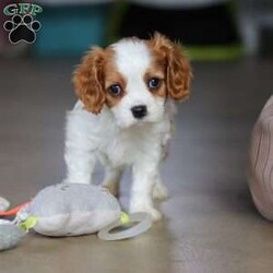 Rome/Cavalier King Charles Spaniel									Puppy/Male																/8 Weeks,Meet Rome! This adorable AKC Cavalier King Charles Spaniel exudes love, charm, and an irresistible personality. With his beautiful coat, sparkling eyes, and gentle nature, Rome perfectly blends elegance with affection. Whether he’s snuggling in your lap, trailing after you around the house, or playing with his toys, he’s guaranteed to bring joy to your home!
