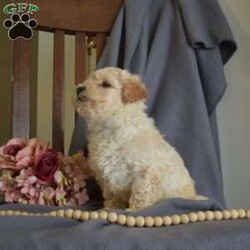 Ralph/Maltipoo									Puppy/Male																/December 21st, 2024,Meet Ralph, a cute and cuddly Maltipoo puppy that is socialized and currently being family raised with children. This precious pooch is vet checked and up to date on shots & wormer plus the breeder provides a 6-month genetic health guarantee for him. To learn more about this playful fella, call the breeder today!
