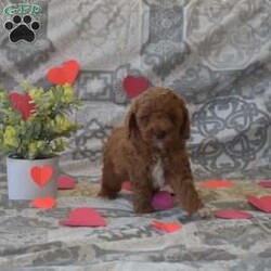 Parker/Cockapoo									Puppy/Male																/8 Weeks,Say hello to Parker, an F1B Cockapoo puppy! This cute & spunky little guy is family-raised with children and socialized. He is already vet checked and up to date on shots & wormer, plus the breeder provides a 30-day health guarantee. If you want to arrange a visit with this sweet boy, please call Samuel & Rachel today!