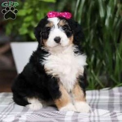 Taylor/Mini Bernedoodle									Puppy/Female														/9 Weeks,Meet Taylor! This incredibly cute and fluffy Bernedoodle is ready to steal hearts everywhere. With a personality as bright as her sparkling eyes, she is sure to become your new best friend in no time. Bernedoodles are known for their affectionate nature, trainability, and playful spirit. Whether she’s enjoying a game of fetch in the yard or curling up for a cozy nap, she is always up for fun and companionship.