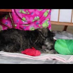 Anne/Miniature Schnauzer									Puppy/Female														/9 Weeks,Allow me to introduce you to the most darling AKC Schnauzer puppy, Anne! She embodies the perfect blend of sweetness and spunk. With her soft, silky coat she is an absolute joy to snuggle. No matter where you go, she will always be a head turner. Whether it’s a brisk walk in the park or a lively play session, she will turn any ordinary day into an adventure!