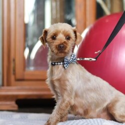 Ariel/Yorkie									Puppy/Female														/9 Weeks,Meet Ariel , the cutest ACA-registered Yorkshire Terrier you’ll ever meet! This tiny girl is full of personality, charm, and spunk. With her silky coat, bright eyes, and confident strut, she is always ready to steal the spotlight. She loves playtime, cuddles, and following her favorite humans everywhere they go. Yorkies are known for their loyalty and affectionate nature, making her the perfect little companion for a loving home. Get ready for endless kisses and tail wags with this adorable sweetheart!