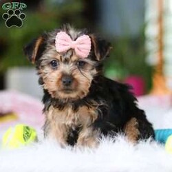 Ariel/Yorkie									Puppy/Female														/9 Weeks,Meet Ariel , the cutest ACA-registered Yorkshire Terrier you’ll ever meet! This tiny girl is full of personality, charm, and spunk. With her silky coat, bright eyes, and confident strut, she is always ready to steal the spotlight. She loves playtime, cuddles, and following her favorite humans everywhere they go. Yorkies are known for their loyalty and affectionate nature, making her the perfect little companion for a loving home. Get ready for endless kisses and tail wags with this adorable sweetheart!