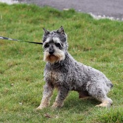 Anne/Miniature Schnauzer									Puppy/Female														/9 Weeks,Allow me to introduce you to the most darling AKC Schnauzer puppy, Anne! She embodies the perfect blend of sweetness and spunk. With her soft, silky coat she is an absolute joy to snuggle. No matter where you go, she will always be a head turner. Whether it’s a brisk walk in the park or a lively play session, she will turn any ordinary day into an adventure!