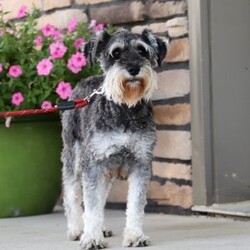 Anne/Miniature Schnauzer									Puppy/Female														/9 Weeks,Allow me to introduce you to the most darling AKC Schnauzer puppy, Anne! She embodies the perfect blend of sweetness and spunk. With her soft, silky coat she is an absolute joy to snuggle. No matter where you go, she will always be a head turner. Whether it’s a brisk walk in the park or a lively play session, she will turn any ordinary day into an adventure!