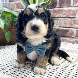 Bentley/Bernedoodle/Male/5 weeks
