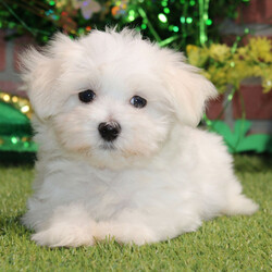 Justice/Maltese/Male/10 weeks Adopt a dog:Justice/Maltese/Male/10 weeks,I've had this dream for quite a while. It's something I'd do anything for. It's better than a gigantic bag of my favorite puppy treats. It's better than a 24-hour session of belly rubs. It's better than endless walks around the dog park with all of the tennis balls and Frisbees that I could ask for. You want to know what it is? It's you. I dream that I'll get to go home to you as soon as possible. We'll cuddle and snuggle and love each other with all our might. Nothing will stop me from being by your side and being the very best friend possible. Call now and bring me home so that my dreams can come true!