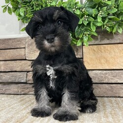Molly/Miniature Schnauzer/Female/7 weeks Adopt a dog:Molly/Miniature Schnauzer/Female/7 weeks,Hello! My name is Molly! Am I not the cutest puppy you have ever seen? That is what everyone keeps telling me. Not only am I cute, but I also have a great personality too. Before arriving home, I will be up to date on my vaccinations and be pre-spoiled. I will make the perfect best friend and companion! So, what are you waiting for? Choose me today!