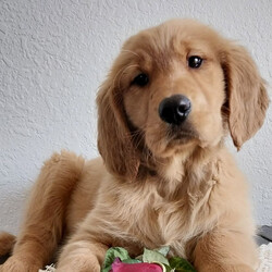 Sharaiah/Golden Retriever/Female/13 weeks Adopt a dog:Sharaiah/Golden Retriever/Female/13 weeks,Hi, my name is Sharaiah. I am so excited I love to be around people, and you will enjoy being with me! I’m looking forward to meeting my new forever family. Could that be with you? I sure hope so. I am a gorgeous puppy with a personality to match. I am also up to date on my vaccinations and vet checked from head to tail, so when you see me, I will be as healthy as can be. What are you waiting for? I know I will be the best friend you have dreamed of.