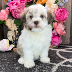 Yoda/Havanese/Female/8 weeks Adopt a dog:Yoda/Havanese/Female/8 weeks,Are you looking for the best puppy ever? Well, you found me! My name is Yoda and I am the best! How do I know? Well, just look at me. Aren't I adorable? Also, I come up to date on my vaccinations and vet checked from head to tail, so not only am I cute, but healthy too! I promise to be on my best behavior when I'm with my new family. I'm just a bundle of joy to have around. So, hurry and pick me to show off what an excellent puppy you have!