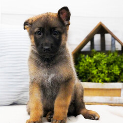 Mac/German Shepherd Dog/Male/10 weeks Adopt a dog:Mac/German Shepherd Dog/Male/10 weeks,I'm Mac! It's very nice to meet you. Are you looking for a lifelong companion? Look no further. I am here and just perfect for you. Trust me! I am very loyal, and I can make you smile with just the way I wag my tail. I have a wonderful disposition. Oh! Did I mention that I'm as healthy as can be? Oh, silly me! I'm up to date on my vaccinations and vet checked from head to tail. I bet you are excited now, aren't you? Well, choose me today!