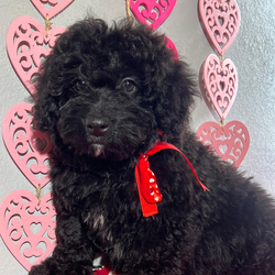 Donner/Bernedoodle/Male/17 weeks