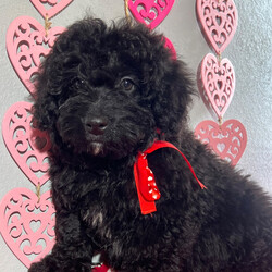 Donner/Bernedoodle/Male/17 weeks Adopt a dog:Donner/Bernedoodle/Male/17 weeks,Hi, I'm Donner! It's very nice to meet you. I am a very outgoing puppy looking for a family where I would fit in! If you think you could be that family, hurry up and pick me up. I will be up to date on my vaccinations before coming home to you, so we can play as soon as I get there. I'm very excited about meeting my new family, so please don't make me wait too long!