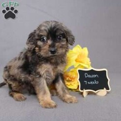 Davon/Golden Cavadoodle									Puppy/Male																/11 Weeks,We are excited to introduce our new breed the Mini Cavagoldendoodle! With the perfect blend of trainability, hypoallergenic coat, color, personality, and calm nature we have the best of the Cavapoo with the best of the Goldendoodle! 