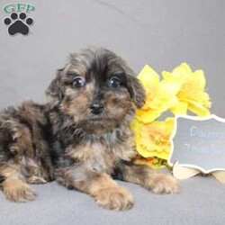 Davon/Golden Cavadoodle									Puppy/Male																/11 Weeks,We are excited to introduce our new breed the Mini Cavagoldendoodle! With the perfect blend of trainability, hypoallergenic coat, color, personality, and calm nature we have the best of the Cavapoo with the best of the Goldendoodle! 