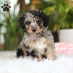 Jordan/Yorkie Poo									Puppy/Male																/8 Weeks,Meet Jordan, the most charming little Yorkiepoo boy you’ll ever meet! This sweetheart is a perfect blend of Yorkshire Terrier and Poodle, combining intelligence, affection, and an irresistibly playful spirit. His soft, wavy coat is as luxurious as it is cuddly, and his bright, expressive eyes twinkle with curiosity and mischief. He has a confident strut that turns heads wherever he goes, and his tail wags with excitement at every new adventure. Whether he’s bouncing around during playtime, curling up in your lap for snuggles, or loyally following you from room to room, he’s guaranteed to fill your days with love, laughter, and endless puppy kisses. This little boy is ready to steal your heart—one paw at a time!