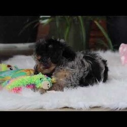 Jordan/Yorkie Poo									Puppy/Male																/8 Weeks,Meet Jordan, the most charming little Yorkiepoo boy you’ll ever meet! This sweetheart is a perfect blend of Yorkshire Terrier and Poodle, combining intelligence, affection, and an irresistibly playful spirit. His soft, wavy coat is as luxurious as it is cuddly, and his bright, expressive eyes twinkle with curiosity and mischief. He has a confident strut that turns heads wherever he goes, and his tail wags with excitement at every new adventure. Whether he’s bouncing around during playtime, curling up in your lap for snuggles, or loyally following you from room to room, he’s guaranteed to fill your days with love, laughter, and endless puppy kisses. This little boy is ready to steal your heart—one paw at a time!