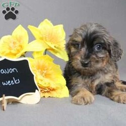 Davon/Golden Cavadoodle									Puppy/Male																/11 Weeks,We are excited to introduce our new breed the Mini Cavagoldendoodle! With the perfect blend of trainability, hypoallergenic coat, color, personality, and calm nature we have the best of the Cavapoo with the best of the Goldendoodle! 